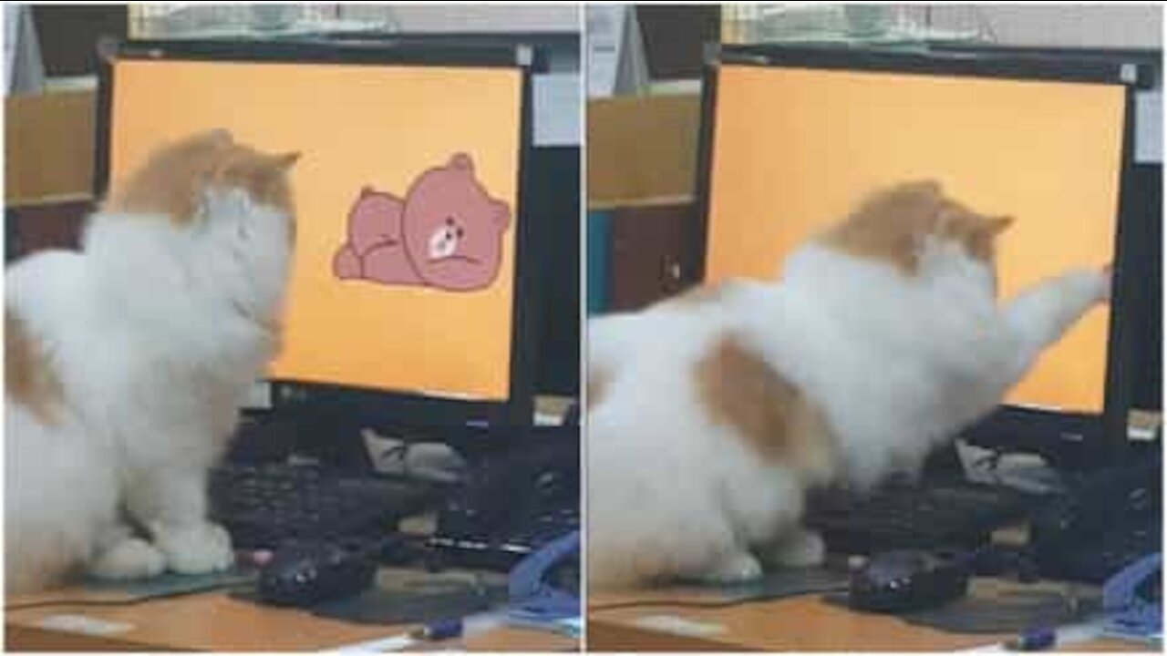 Gatto cerca di afferrare l'immagine animata del computer