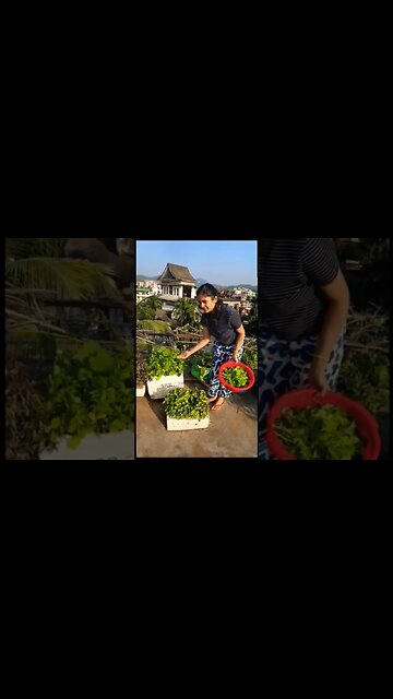 Harvesting home grown vegetables #garden #palak #harvest #rooftopgarden #food #ashortaday