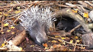 Porcupine nibbles on a muffin