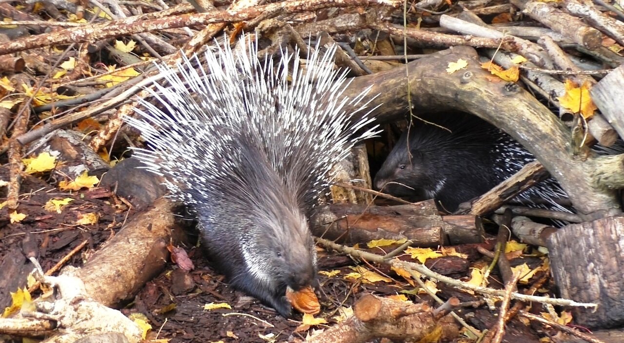 Porcupine nibbles on a muffin