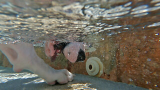 Curious Great Dane Puppy Drinks From Underwater Pool Jet