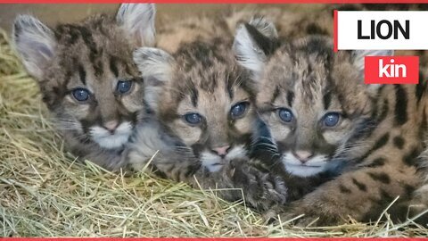 Mountain lion cubs are lucky to be alive after they were rescued after their mum was killed