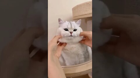 Cat 🤣🤣🤣🤣 #petvideos #pet #cute