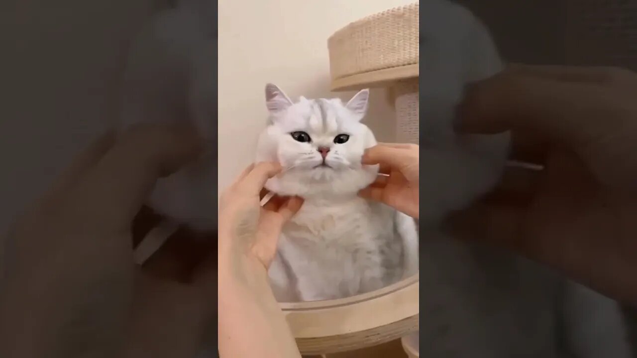 Cat 🤣🤣🤣🤣 #petvideos #pet #cute