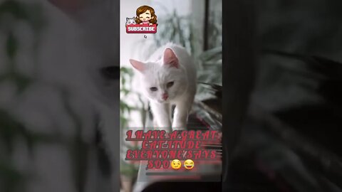 Funny cat attitude video#chandWalaMukhda#funnylife #cat#funny#funnyvideo