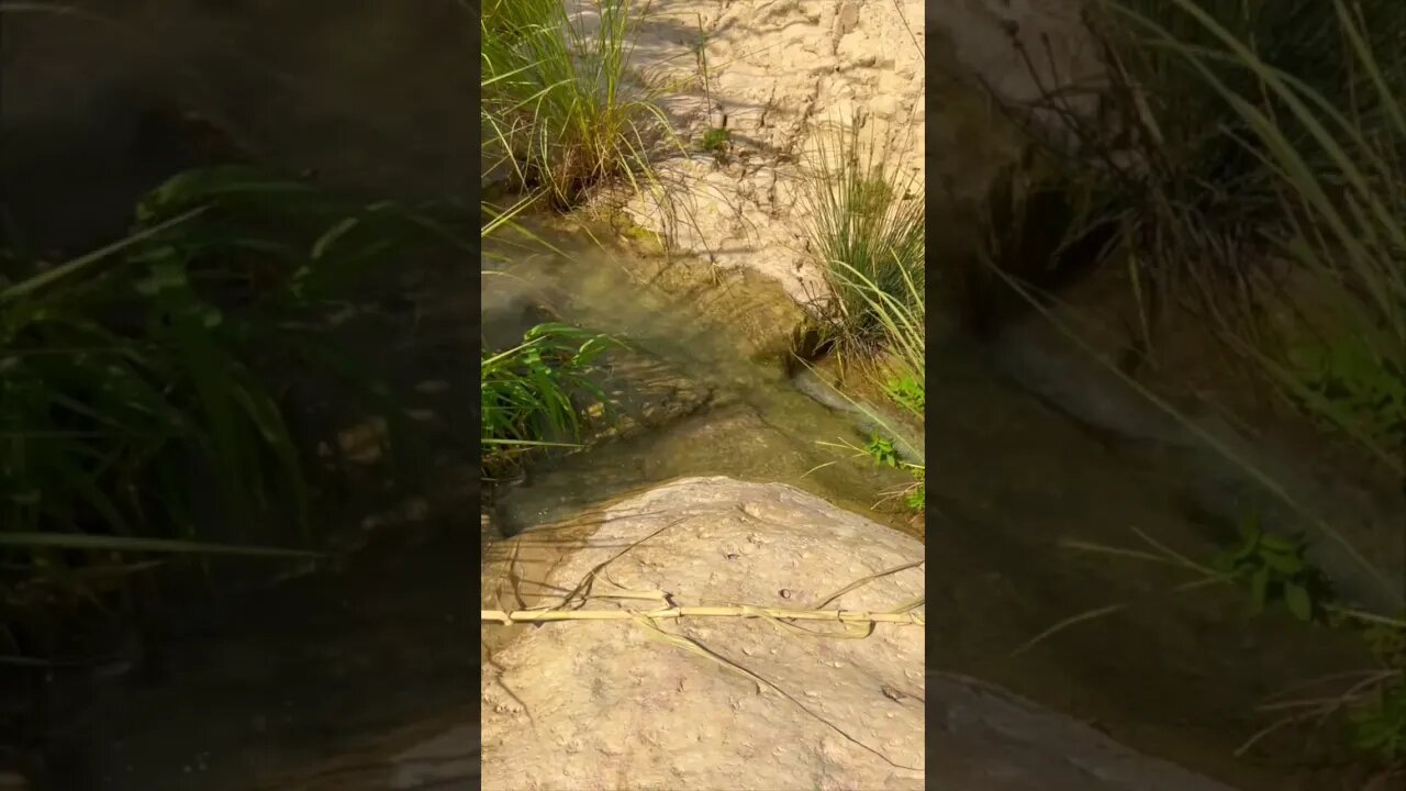 Natural Stream in the Desert Oasis of Ein Gedi | Streams of a Brand New Day | Pamela Storch