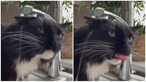 Cute cat is thirsty