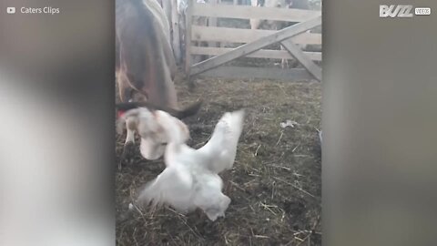 Intensa lotta tra una mucca e... un'oca!