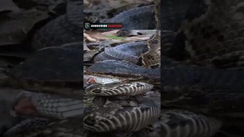 OMG 😱 #wildanimals #animals 1