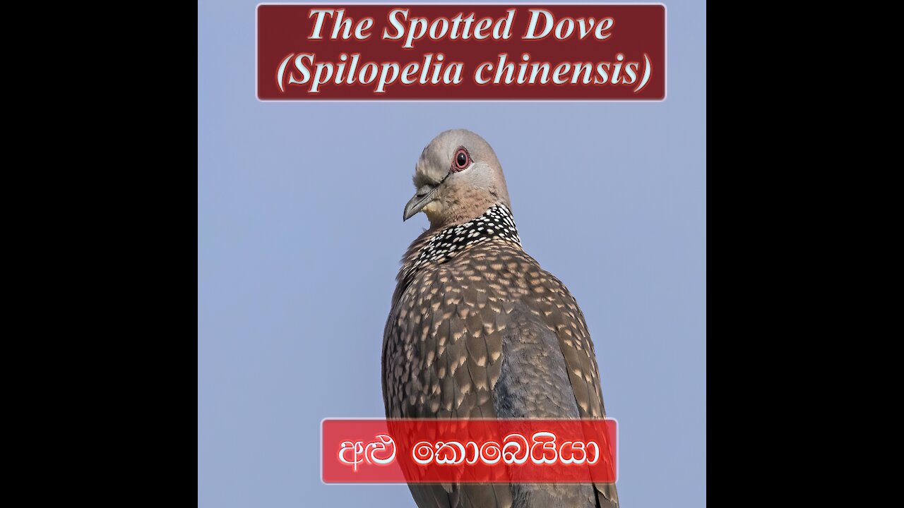 The Spotted Dove | Spotted Dove Sound | අළු කොබෙයියා | Alu Kobeyyia |