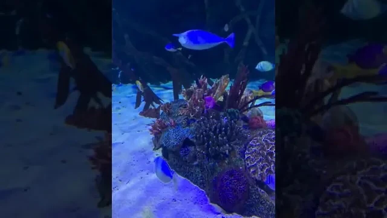 Wait for it..... #shorts #outdoors #nature