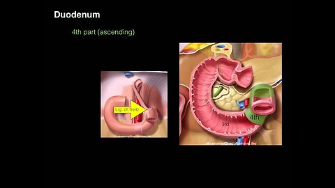 GI tract