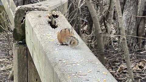 Chipmunk making Swift exit