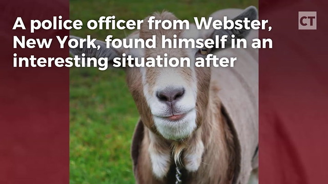 Herd of Goats Descends on Police Cruiser