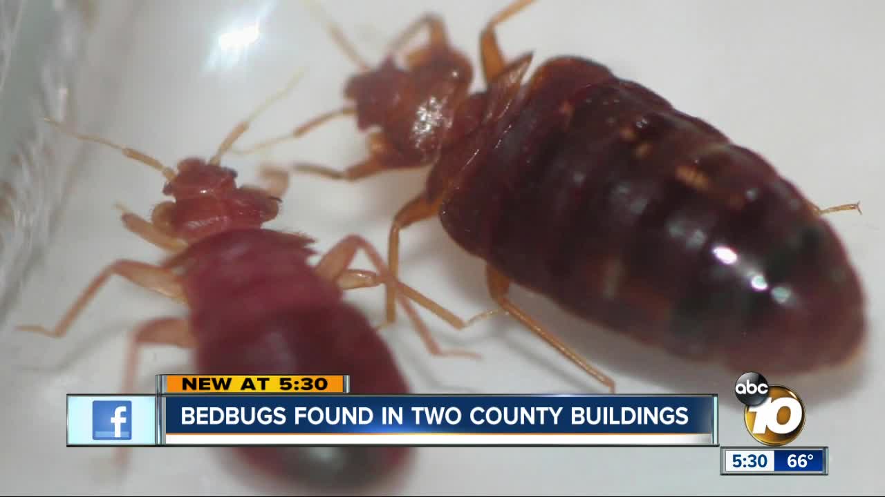 Bedbugs found at two San Diego County buildings