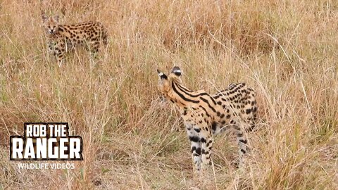 Serval Mother Catches A Rodent For Her Kitten | Maasai Mara Safari | Zebra Plains