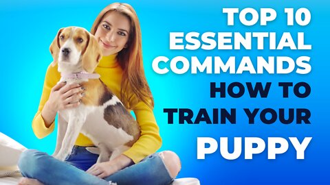 TOP 10 Essential Commands Every Dog Should Know