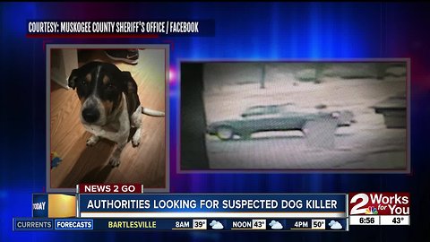 Authorities looking for suspected dog killer