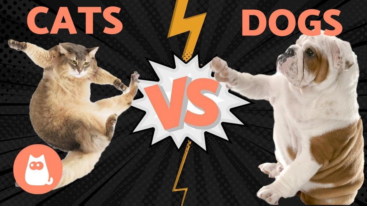 Cat vs Dog boxing