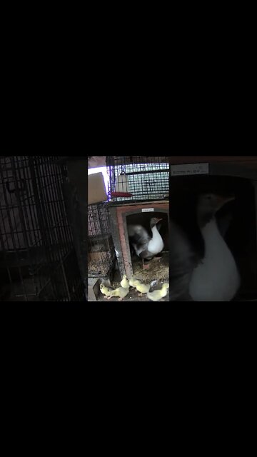 Goslings managing their first flood