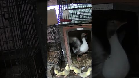 Goslings managing their first flood