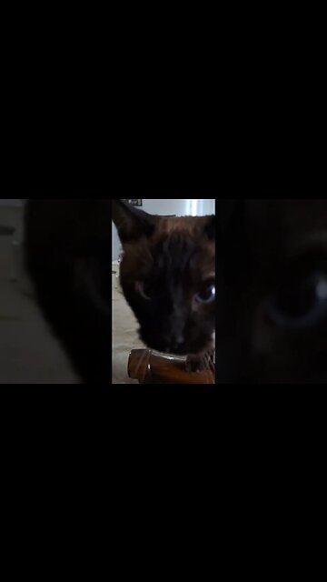 pet me right meow! #cat #viral #babykitty