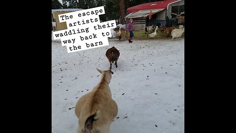 #goats #pregnantgoat #homesteading #homestead #farmanimals #farm