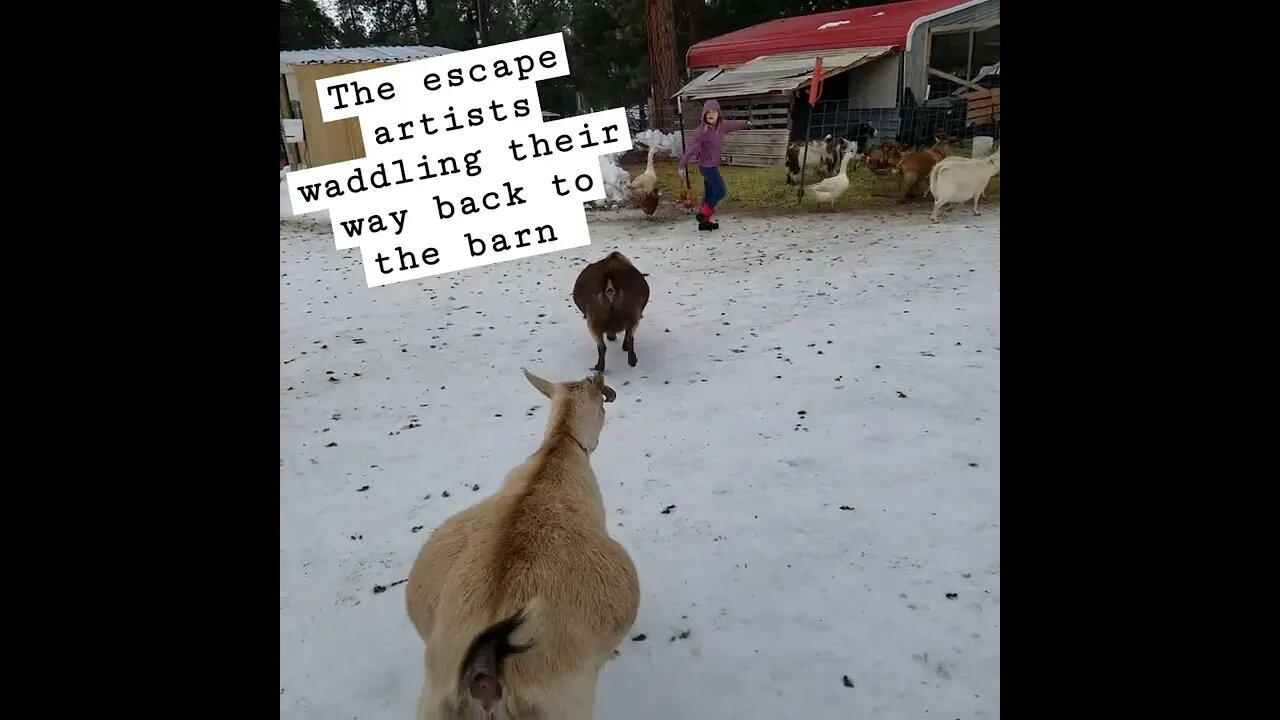 #goats #pregnantgoat #homesteading #homestead #farmanimals #farm