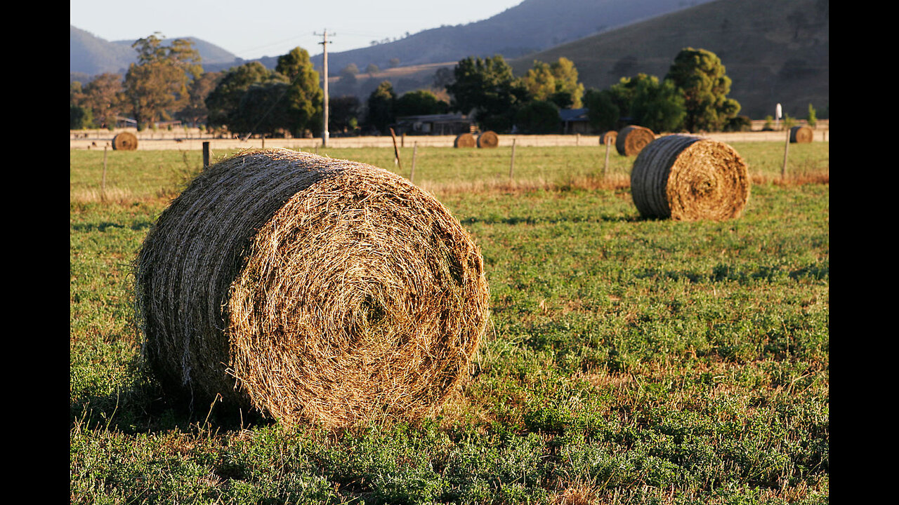 The Silent Hay Collapse!