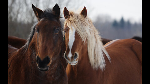 Colt gets a good kicking for trying to cover/mate the mare.