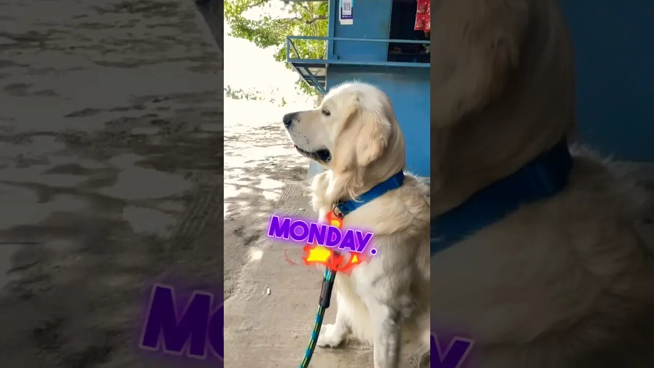 We Hate Mondays even On Tuesdays 🤦♂️ #shortscreator #goldenretriever