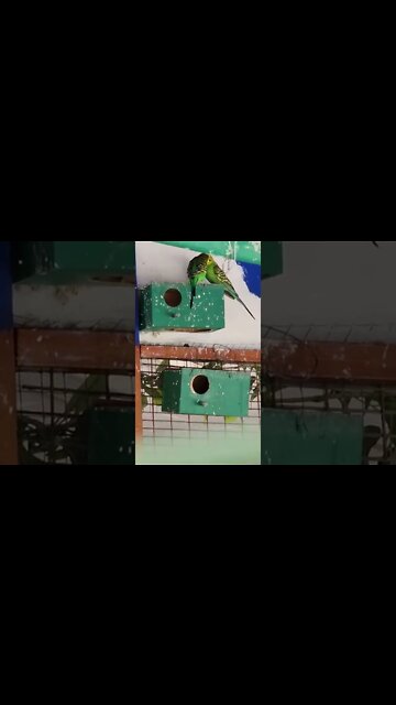 Catitas 🐦, Pareja de Catitas conversando y en escena romántica 💕 #LosCobresDeVitacura