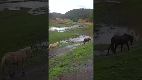 Horses walking down the road