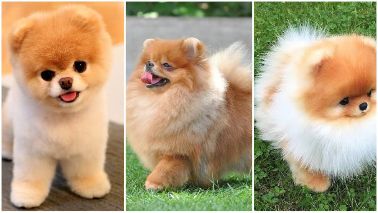 So cute dog | honest dog | dog