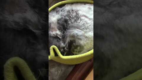 Muffin Cat In A Little Yellow Basket #Shorts 😻