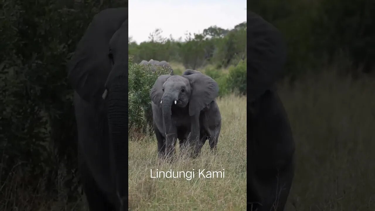 Hewan Yang dilindungi, #satwa #elephant