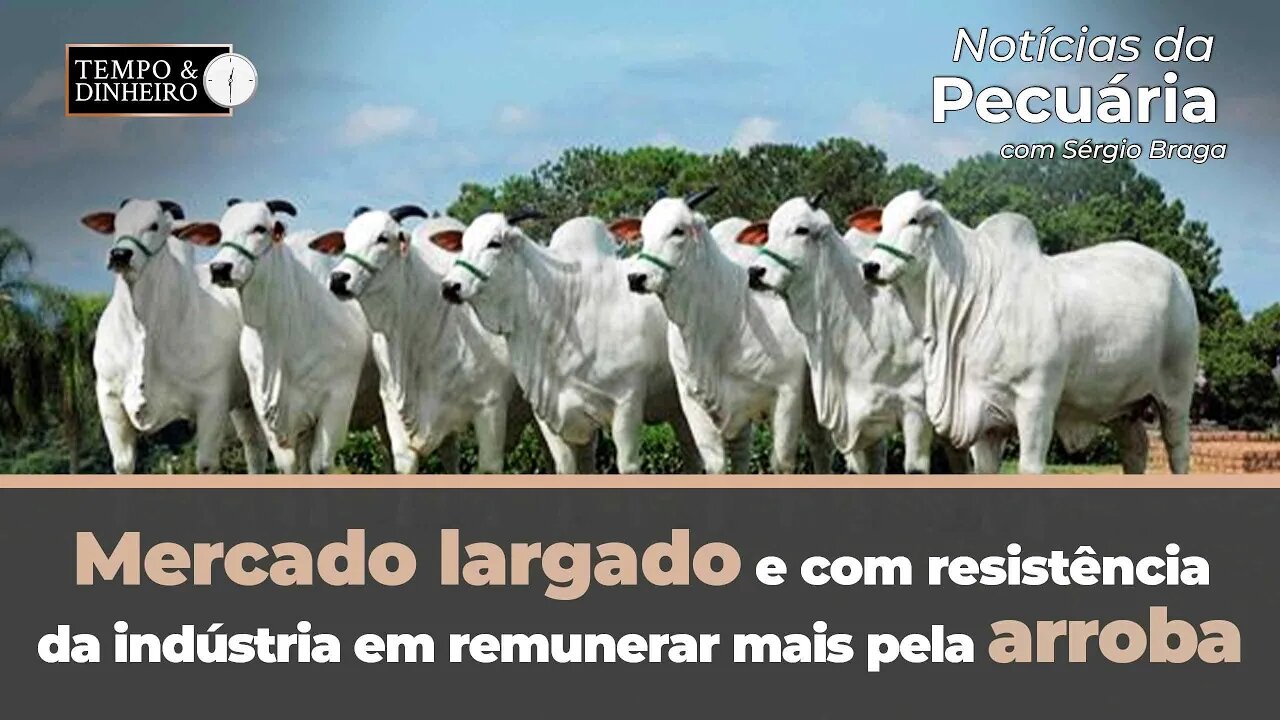 Boi gordo tem mercado largado e com resistência da indústria em remunerar mais pela arroba