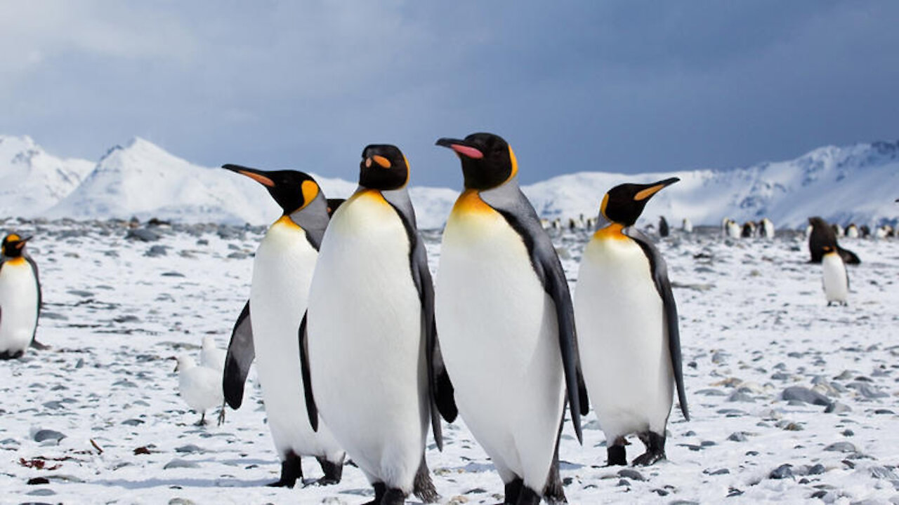 Beautiful penguins swimming in the water