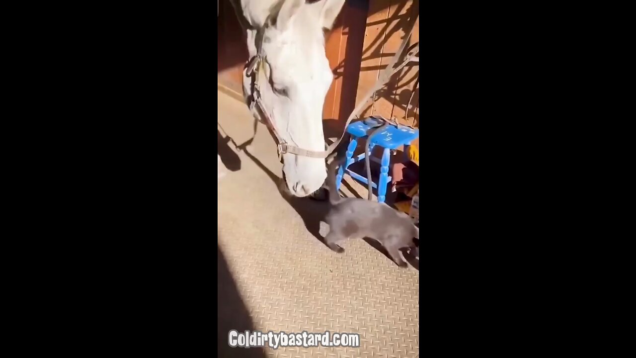 horse trolling a cat