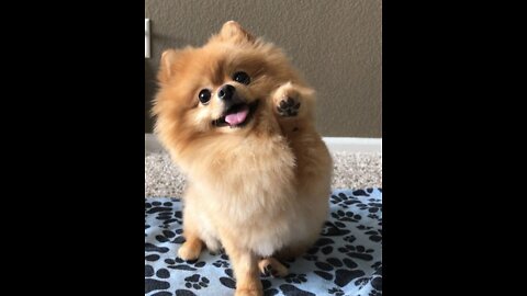 cute dogs video