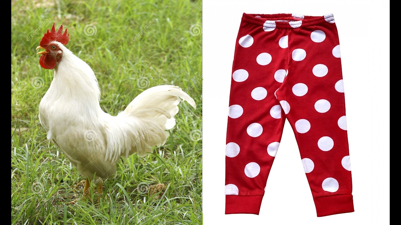 chicken wearing pants 1