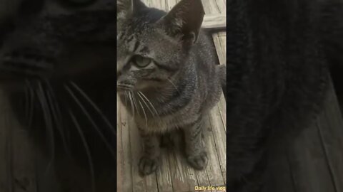 The good cat likes to stand in front of the camera lens
