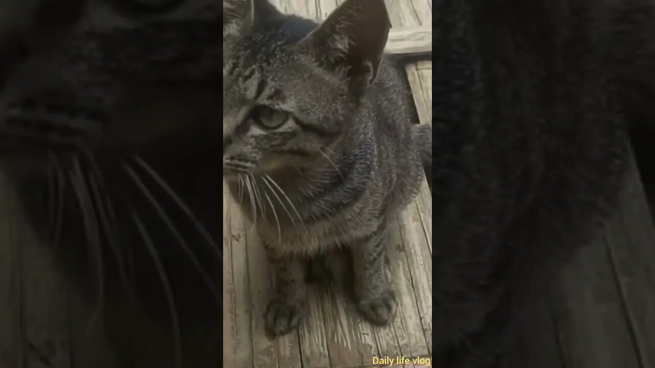 The good cat likes to stand in front of the camera lens