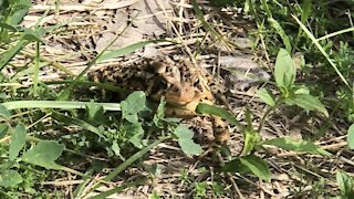 American Toad