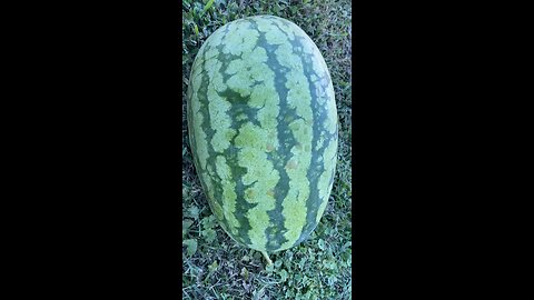 Freshly Picked Watermelon (Summer 2024)