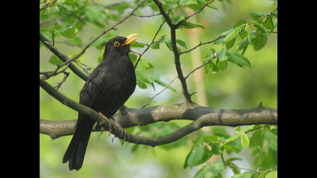 Blackbird warbler