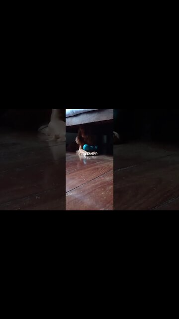 #dogshow, #amimals, #dogs, #shorts