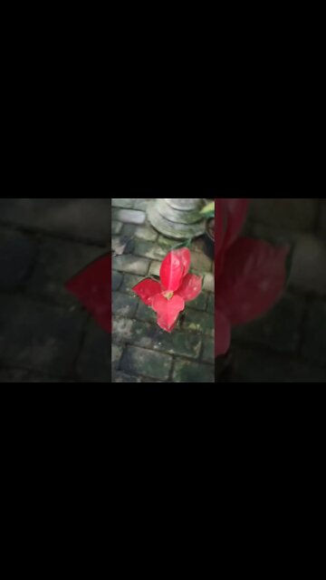 aglonema /chines ever green