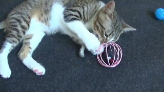 Adorable Baby Cat Plays With His Toys