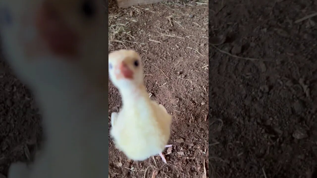 Week one down for the turkey chicks! All of them have survived so far! #farmlife #pasturepoultry